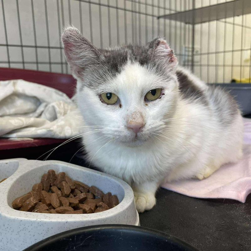 plik foto id: 1400002842