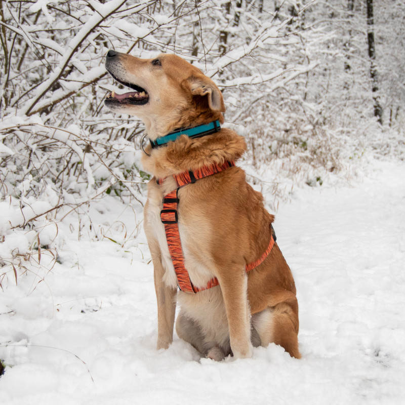 plik foto id: 1400002842