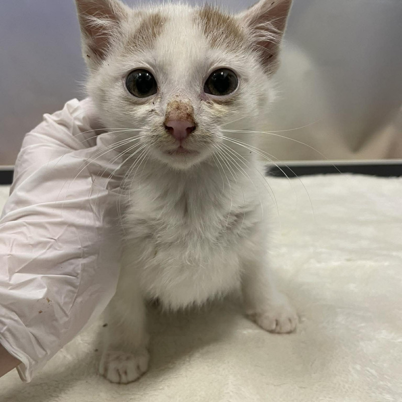 plik foto id: 1400002842