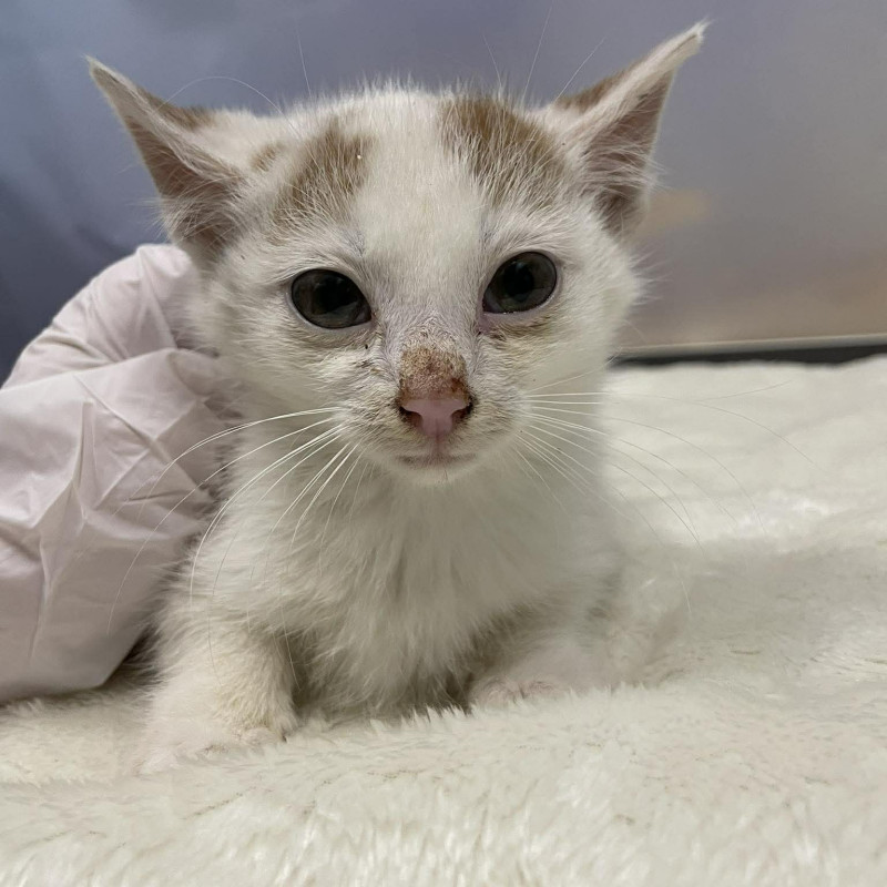 plik foto id: 1400002842