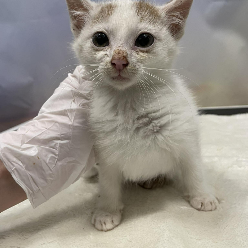 plik foto id: 1400002842